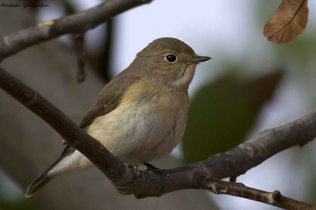 Red-breasted Flycatcher